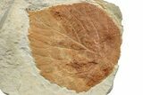 Fossil Leaf (Davidia) - Montana #223807-1
